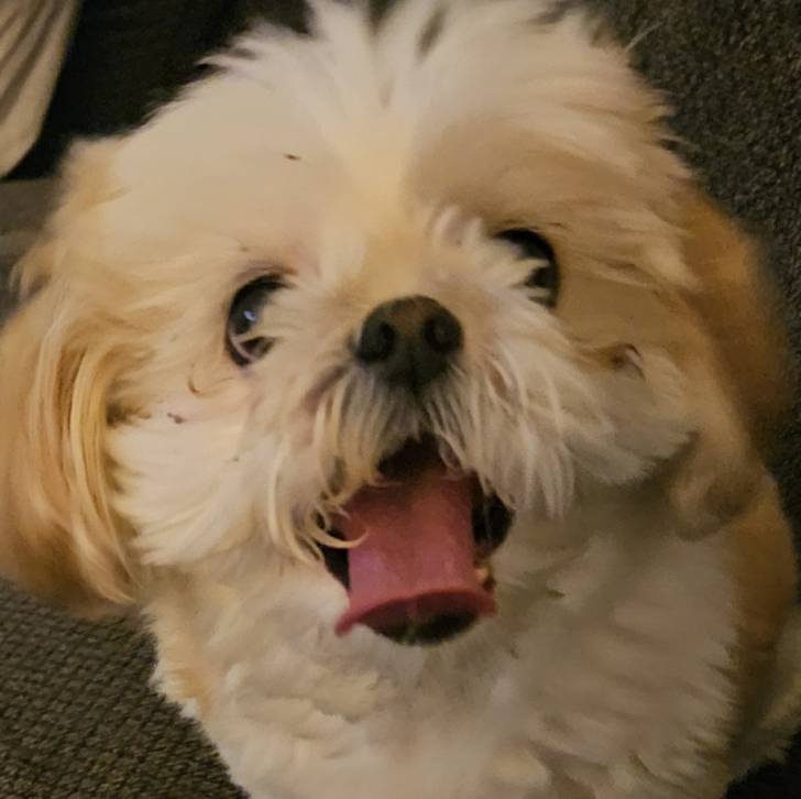 Un Shih Tzu au pelage bicolore, assis dans un canapé et tirant la langue pendante