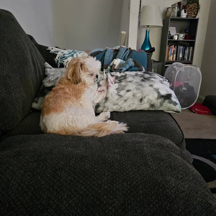 Un Shih Tzu au pelage bicolore, allongé dans un canapé et semblant détendu 