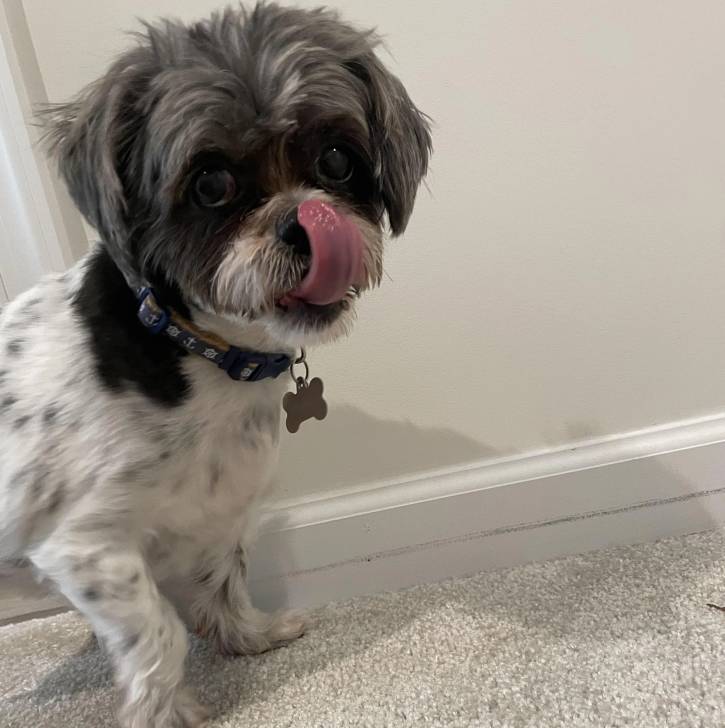 Un Shih Tzu debout sur un tapis, portant un collier autour du cou et se léchant la truffe