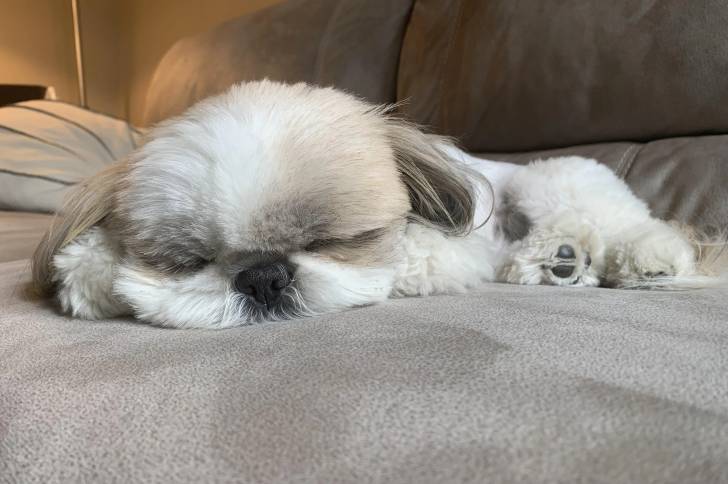 Un Shih Tzu au pelage bicolore , allongé sur un canapé et semblant endormi