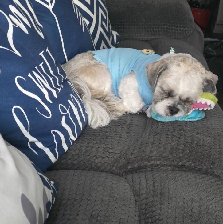 Un Shih Tzu au pelage bicolore, allongé sur un canapé, portant un habit pour chien et semblant dormir 