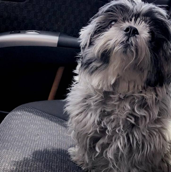 Un Shih Tzu au pelage bicolore, assis sur le siège d'une voiture