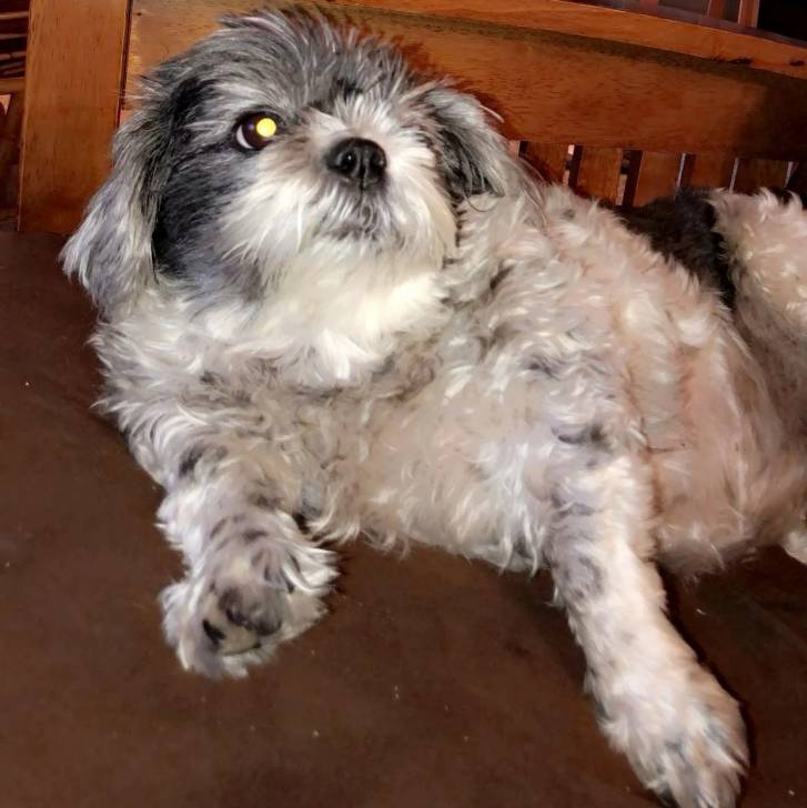 Un Shih Tzu au pelage bicolore, allongé sur un lit 