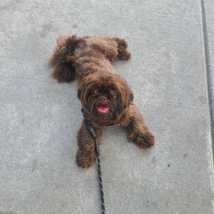 Un Shih Tzu au pelage bicolore, allongé au sol et qui est tenu en laisse 