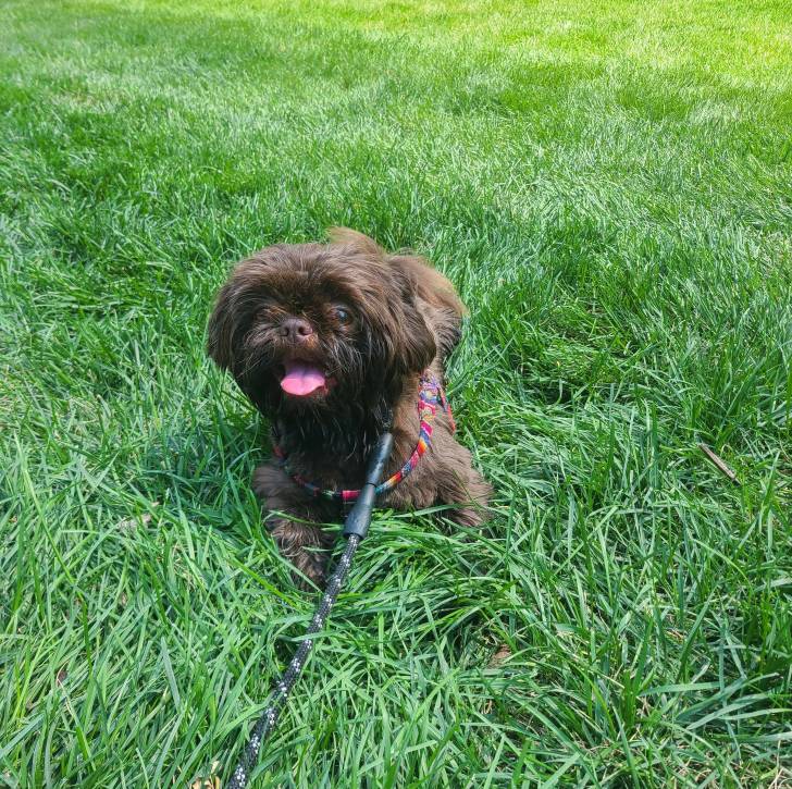 Un Shih Tzu au pelage bicolore, allongé sur un terrain herbeux, portant un harnais et qui est tenu en laisse