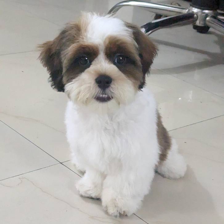 Un Shih Tzu au pelage bicolore, assis sur un sol carrelé et regardant la caméra
