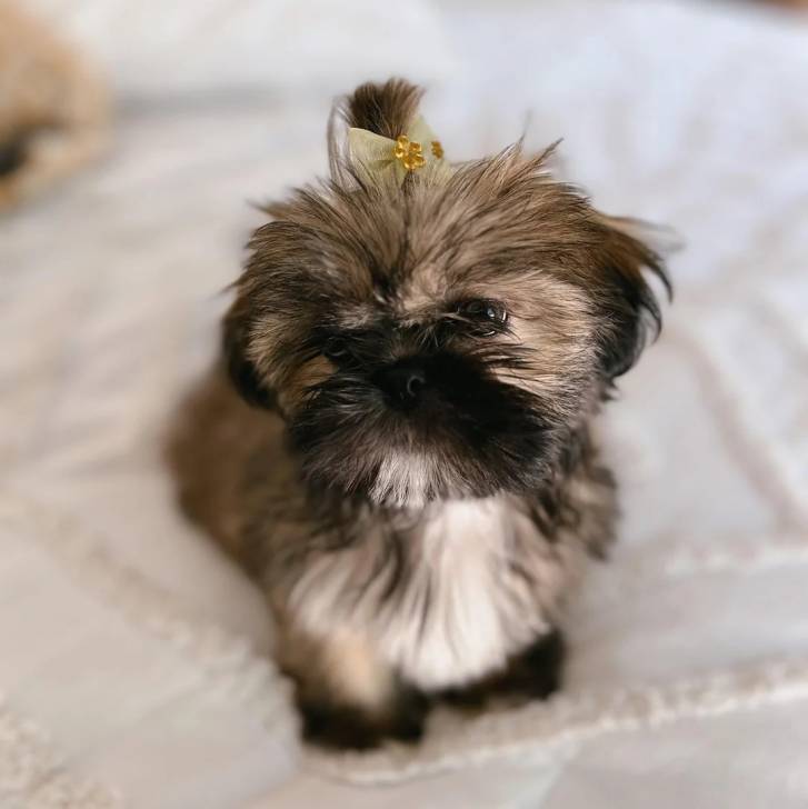 Un Shih Tzu au pelage tricolore, allongé dans un lit et semblant détendu 