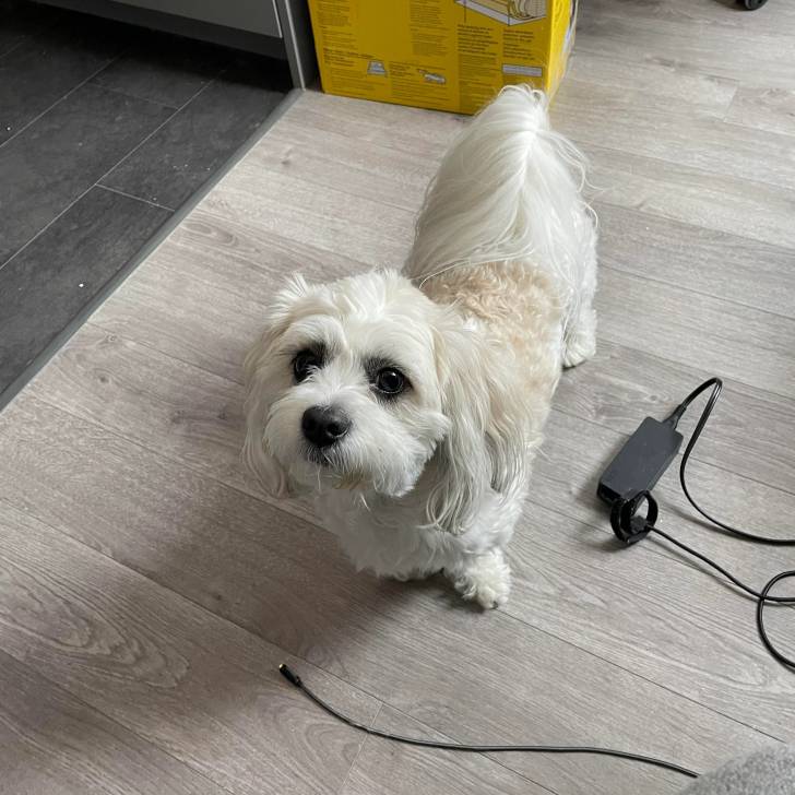 Un Shih Tzu au pelage bicolore, debout sur un plancher en bois et regardant la caméra 