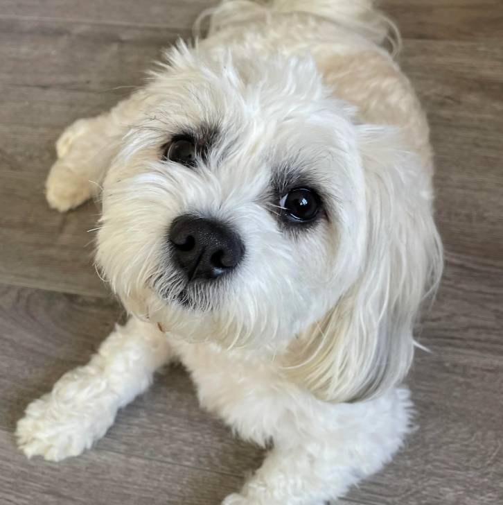 Un Shih Tzu au pelage bicolore, allongé sur un sol carrelé et regardant la caméra