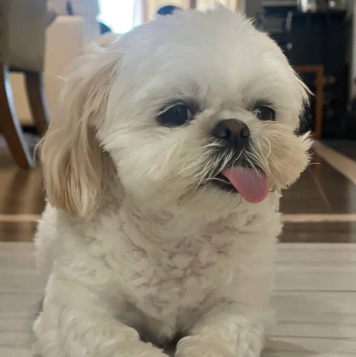 Un Shih Tzu au pelage bicolore, allongé sur un sol carrelé et ayant la langue pendante 