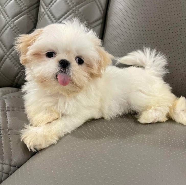 Un Shih Tzu au pelage bicolore, allongé sur le siège d'une voiture et ayant la langue pendante 