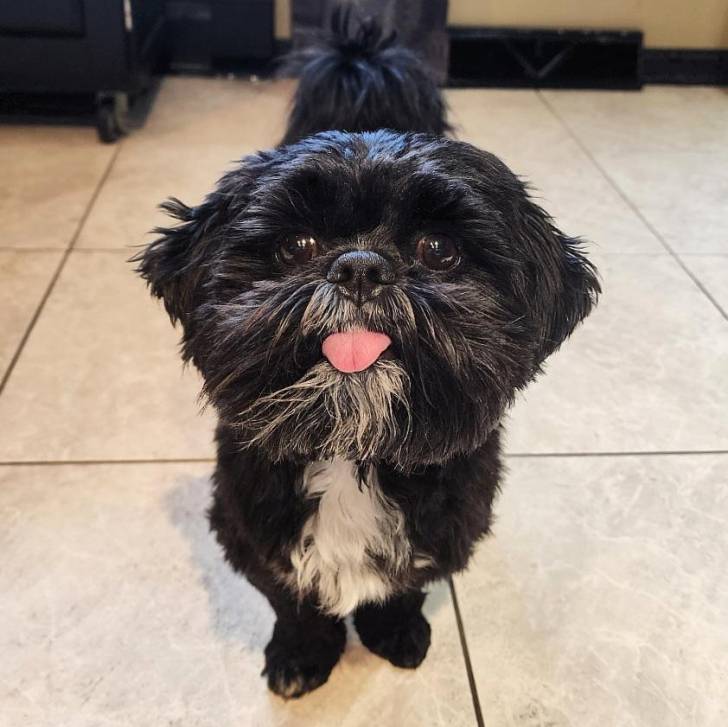 Un Shih Tzu au pelage bicolore, debout sur un sol carrelé et ayant la langue pendante 