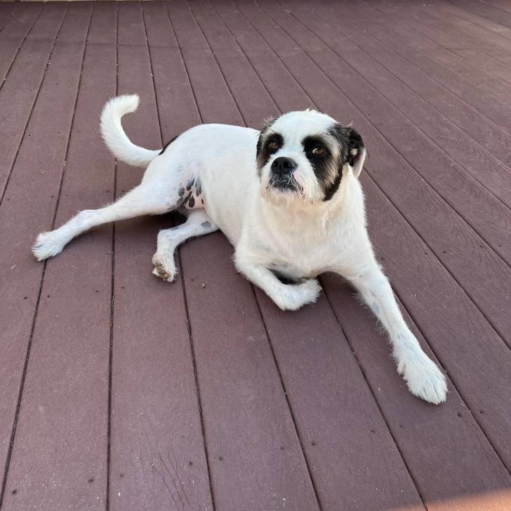 Un Shih Tzu au pelage bicolore, allongé sur un plancher en bois