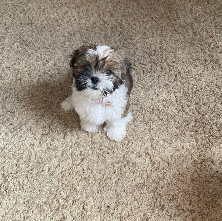 Un Shih Tzu au pelage bicolore, assis sur un tapis, portant un collier autour du cou et regardant la caméra