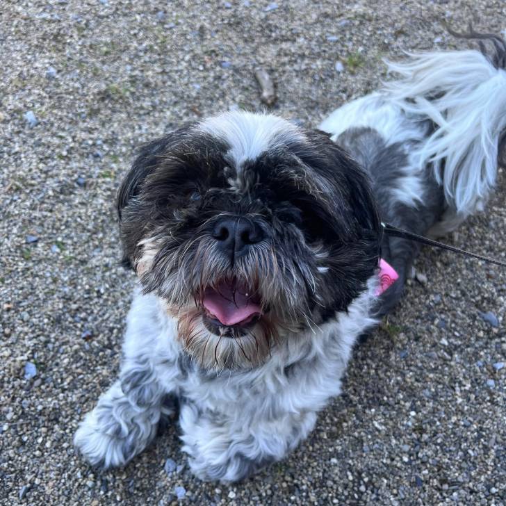 Un Shih Tzu au pelage bicolore, allongé sur une surface bitumée, et qui est tenu en laisse 