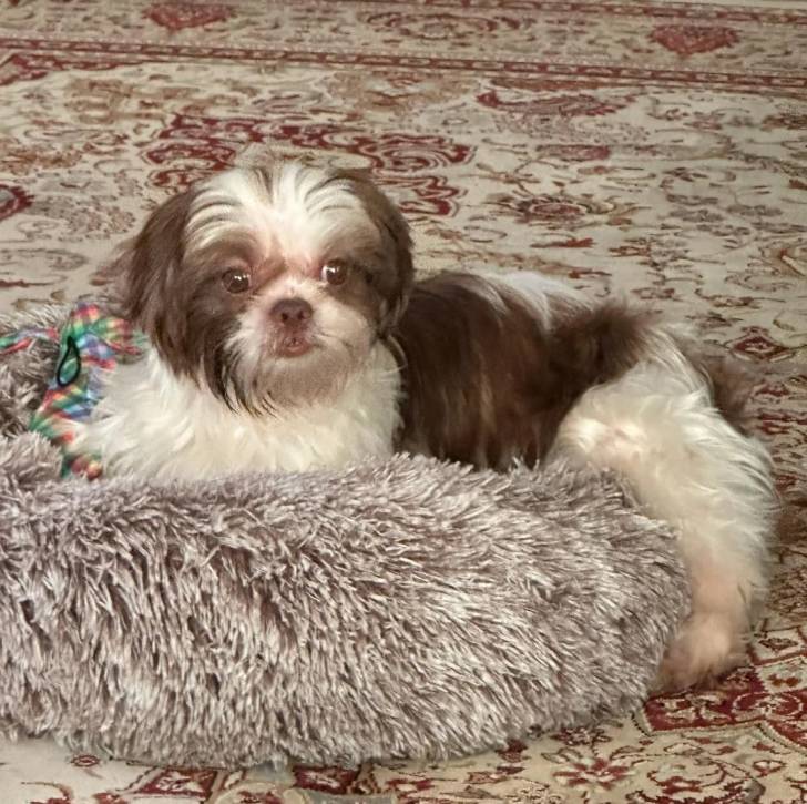 Un Shih Tzu au pelage bicolore, allongé sur son couchage et semblant détendu 