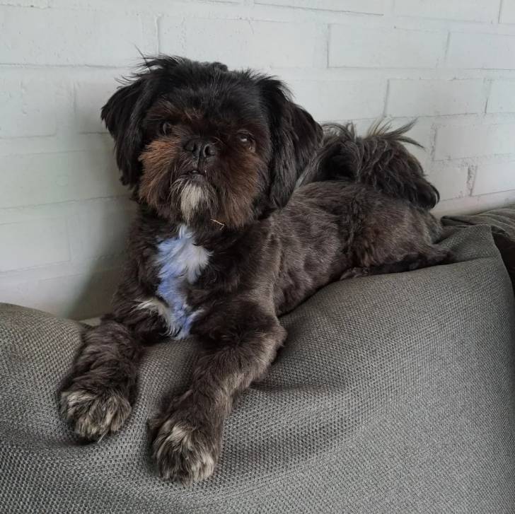 Un Shih Tzu au pelage bicolore, allongé sur un canapé et regardant la caméra 