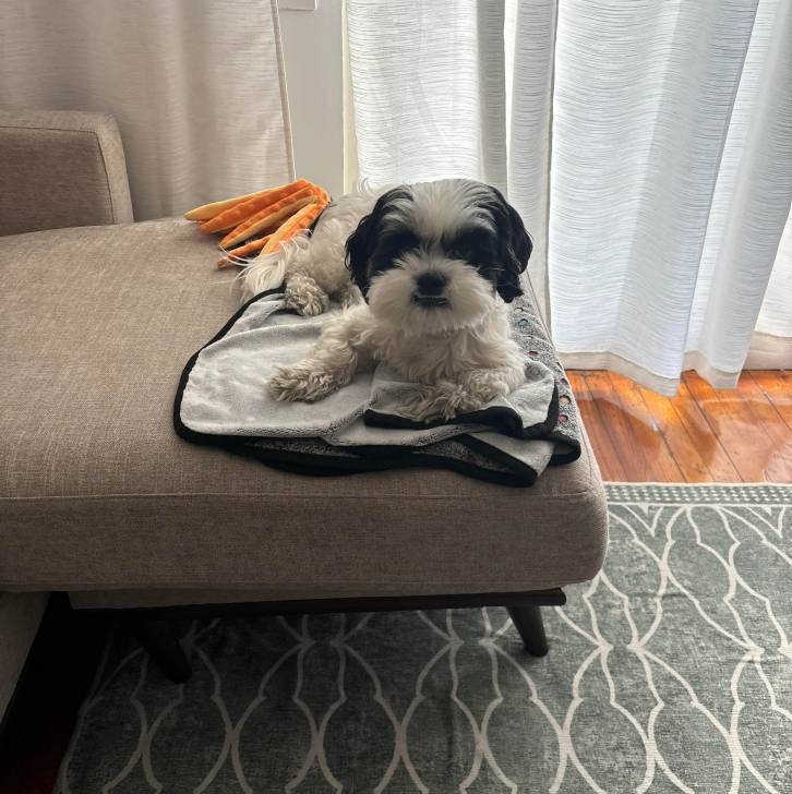 Un Shih Tzu au pelage bicolore, allongé sur un canapé et regardant la caméra