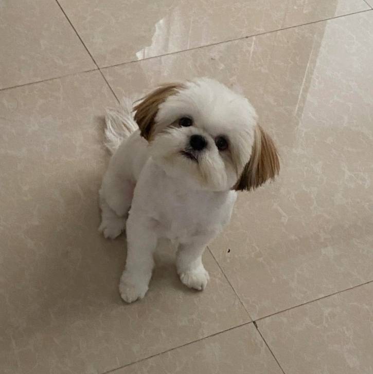 Un Shih Tzu au pelage bicolore, assis sur une surface carrelé et regardant la caméra 