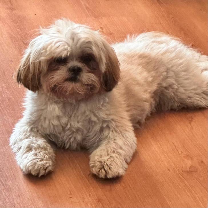 Un Shih Tzu allongé sur un plancher en bois et regardant la caméra 