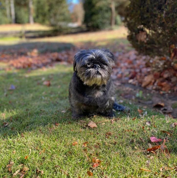 Un Shih Tzu au pelage bicolore, assis sur une surface herbacée