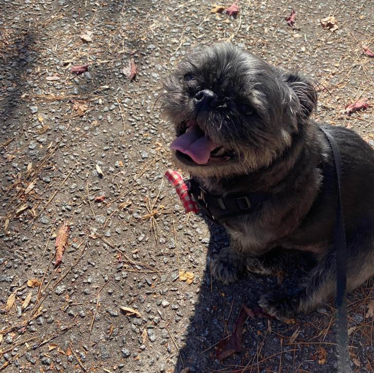 Un Shih Tzu au pelage bicolore , assis sur une surface bitumée, ayant la langue pendante et qui est tenu en laisse