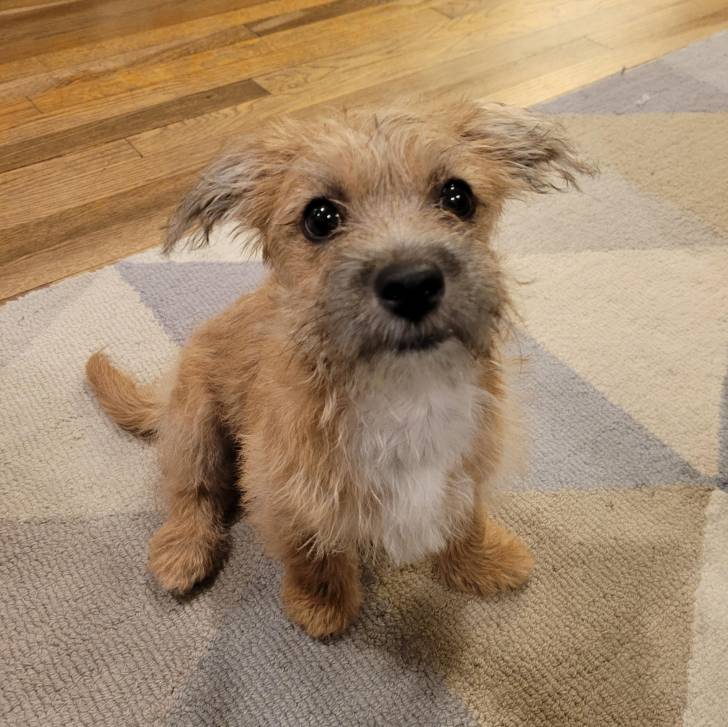 Un Shih Tzu au pelage bicolore, assis sur un tapis et regrdant la caméra