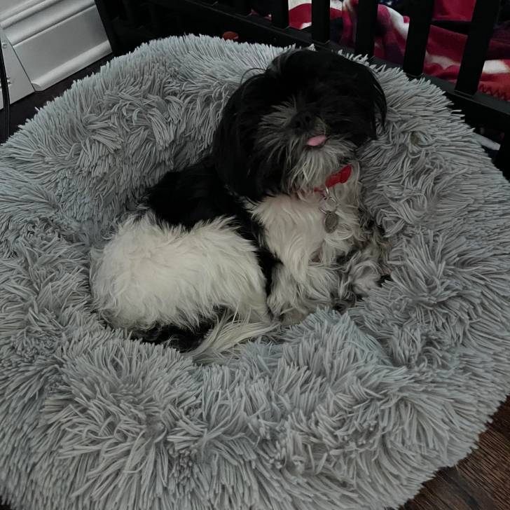 Un Shih Tzu au pelage bicolore, allongé sur son couchage et ayant la langue pendante 