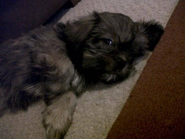 Stella ! - Shih Tzu (5 mois)