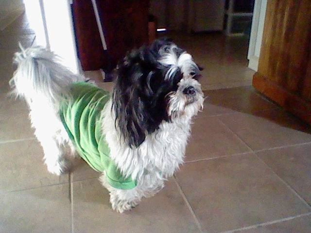 Peluche - Shih Tzu Mâle (4 ans)