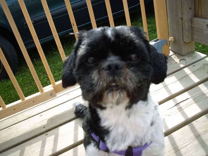 GUYZMO - Shih Tzu Mâle (7 ans)