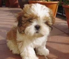 Lacky - Shih Tzu Mâle (5 mois)