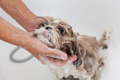 Un Shih Tzu en train de prendre un bain