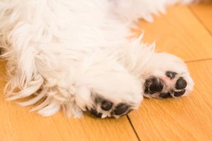 Gros plan sur les pattes d'un Shih Tzu