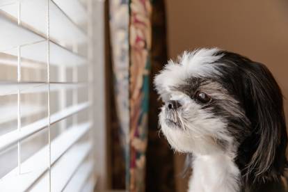 Un Shih Tzu regardant par la fenêtre