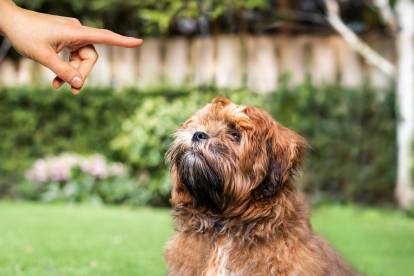 Un Shih Tzu roux assis sur l'herbe alors que son maitre lui fait non de la main