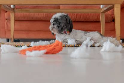 Un Shih Tzu allongé sous une table basse et entouré de bouts de coton