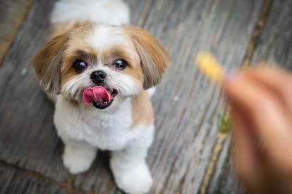 Un Shih Tzu tirant la langue et attendant une friandise