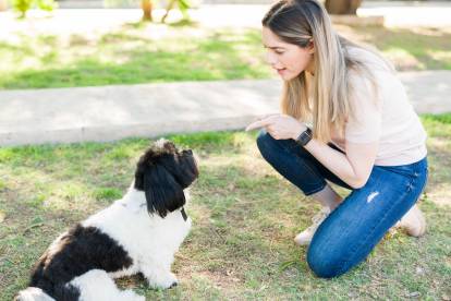 Un Shih Tzu allongé sur l'herbe tandis que son propriétaire lui donne un ordre