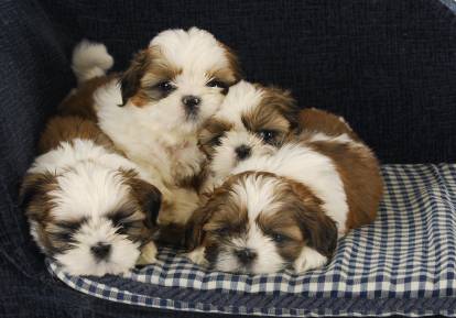 Une portée de chiots Shih Tzu allongés sur un coussin