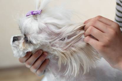 Un Shih Tzu en train de se faire examiner l'oreille gauche