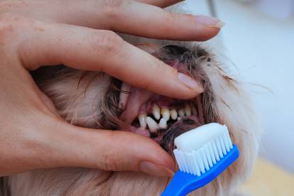 Un Shih Tzu en train de se faire brosser les dents