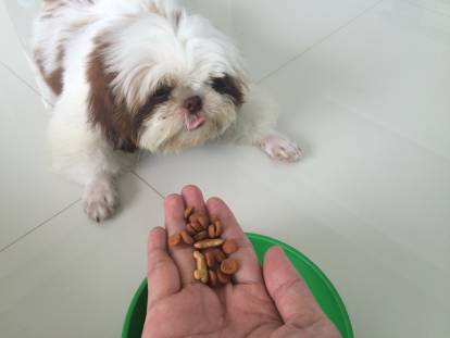 Un Shih Tzu allongé sur du carrelage et attendant des friandises