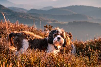 Un Shih Tzu dans de l'herbe sèche au sein d'un paysage de collines