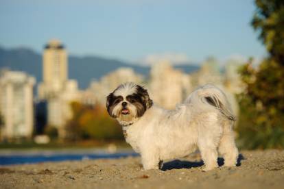 Un Shih Tzu blanc sur du sable, avec Ottawa en arrière-plan