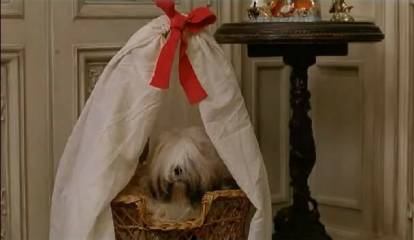 Choupette, le Shih Tzu du film de 1995 « Les trois frères »