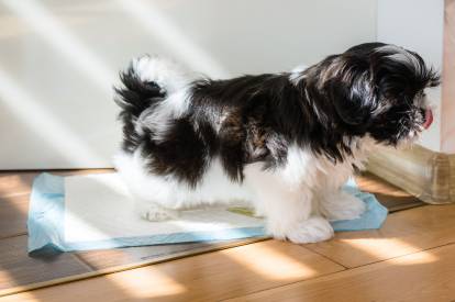 Un chiot Shih Tzu en train d'apprendre la propreté