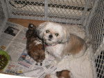 fripouille and her puppies - Shih Tzu (3 mois)