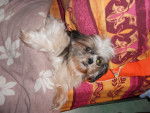 chien pepette - Shih Tzu Femelle (9 ans)