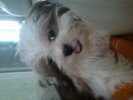 Fanta - Shih Tzu Femelle (6 mois)